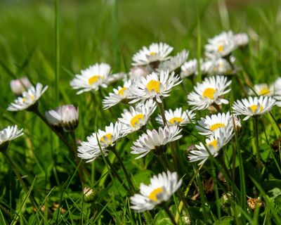Country diary: Starting the day with a daisy