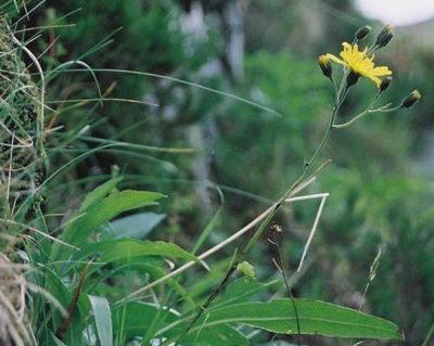 Dandelion-like ‘Welsh dodo’ plant continues to hold on in secret location