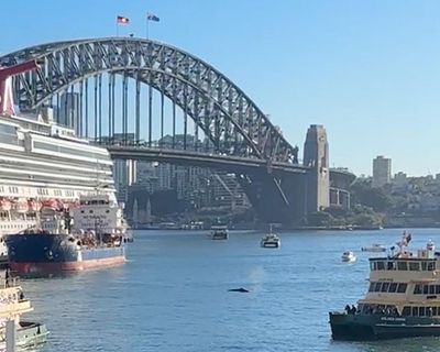 ‘Inquisitive, relaxed’ humpback whale swimming in Sydney Harbour delays ferries and boats