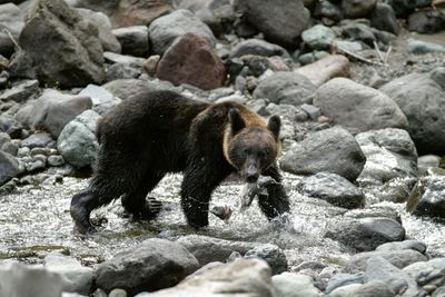 Hunter missing in Japan as spate of bear attacks triggers emergency to be declared in northern town