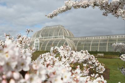 Kew's famous Palm House to shut for four years for net zero renovation