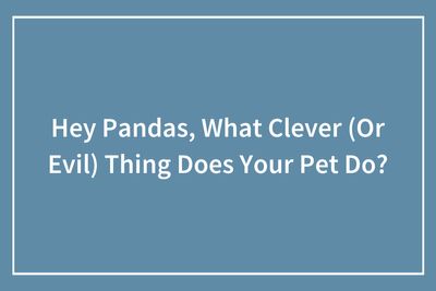 These 40 Sneaky Pets Knew Exactly What They Were Doing, And It’s Equal Parts Genius And Evil