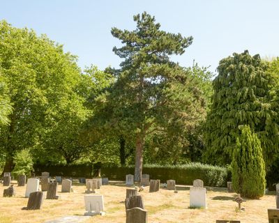 Dismay after Southampton airport gets permission to cut down cemetery trees