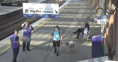 Man spotted walking sheep at train station as commuters left bewildered