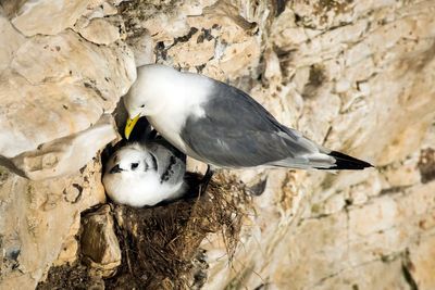 Scottish ministers urged to rethink ‘poor decision’ on guga hunt licence