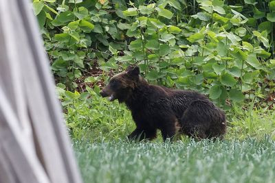 Warnings issued after Japanese man vanishes during bear hunt