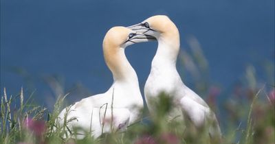 Scottish ministers urged to rethink license to kill 500 gannet chicks