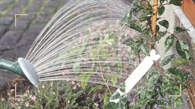 This simple mistake could be damaging your plants during the hot weather, warns a garden expert