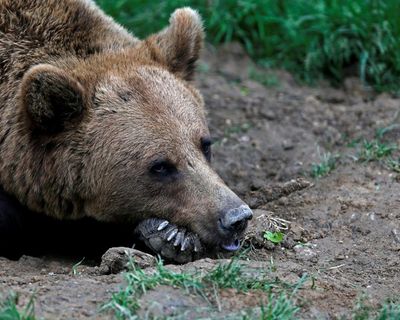 Bear that bit man in Norway roams free after hunt in which wrong animal shot