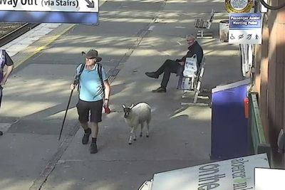 Man spotted walking sheep on lead through station