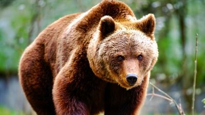 ‘Bear emergency’: Japan is under siege from an army of ravenous bears leaving a trail of bodies in their wake