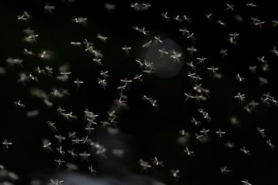 Kentucky residents are being driven from their homes after gnats swarm town: ‘You can’t even stay in the house’