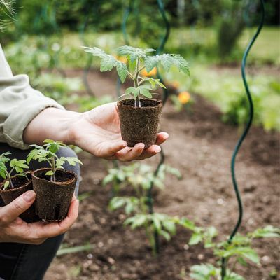 I'm a gardens editor and these are my 6 go-to places to buy biodegradable pots if you're growing your own flowers or vegetables from seed