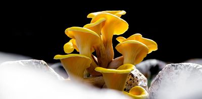 The golden oyster mushroom craze unleashed an invasive species – and a worrying new study shows it’s harming native fungi