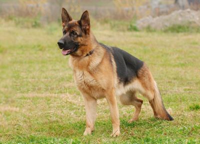Big Bucks For Better Barks: Gallant Lands $18M To Bring Game-Changing Stem Cell Therapies To Pets