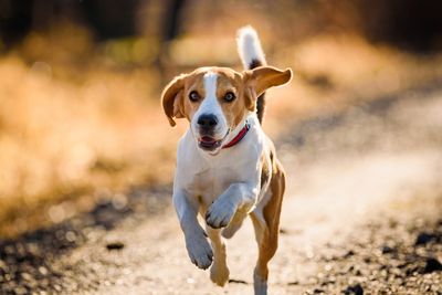 Why Your Dog’s Behavior May Be Getting You Watched by the HOA