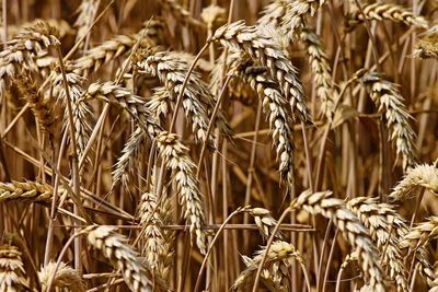 Wheat Prices Turning Mixed at Midday on Wednesday