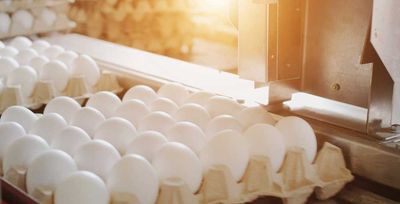 Egg Producer Tops Buy Point Just Days Ahead Of Earnings
