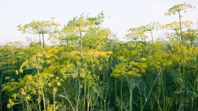 How to prune dill – experts reveal the methods that will bring you a greater harvest