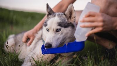 Vet shares 6 ‘lifesaving’ ways to prevent dehydration that all pet owners should know
