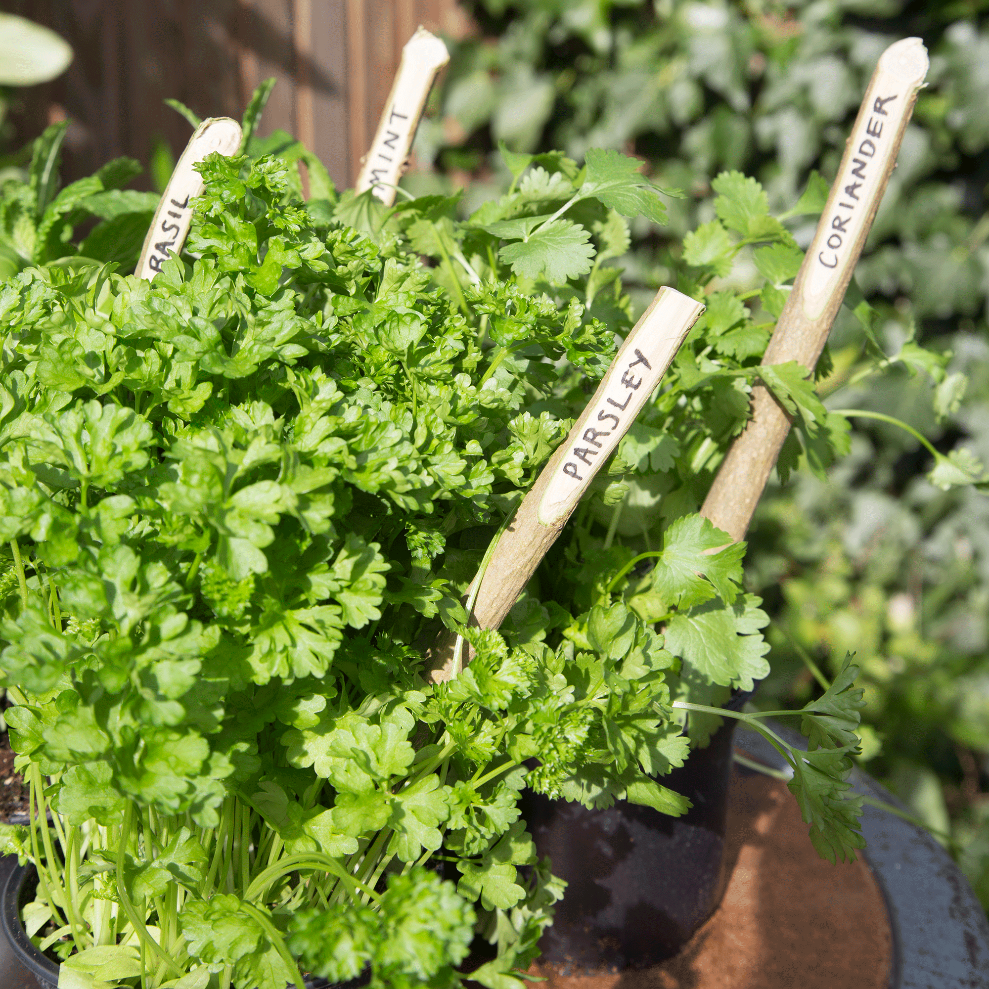 How to stop pests eating your herbs – 3 tried and tested methods to protect your herb garden naturally