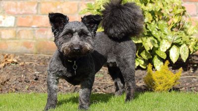 12 signs of aggression in dogs you should not overlook
