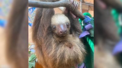 Do sloths fart? Cute new video finally settles age old question