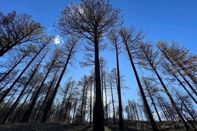Grand Canyon blaze shows how managing a fire can go suddenly sideways