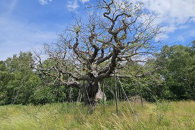 Summer drought posing danger to historic tree associated with Robin Hood