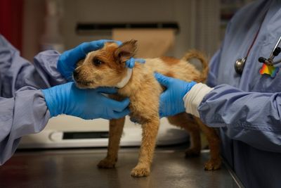 Puppies rescued from flood-stricken Texas arrive at Chicago shelter