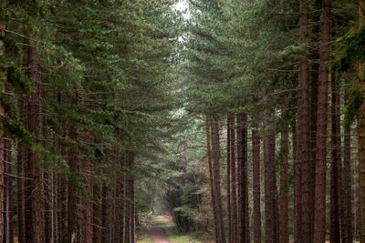 Summer droughts throw future of 1,000-year-old Robin Hood tree into question