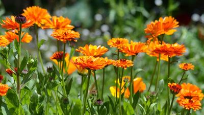 How to grow marigolds from seed – a step-by-step guide to cultivating these blazing blooms