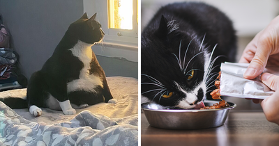 Woman Calls Her Sister Out After She Sees The State Her Cat Is In: “Severely Overweight”