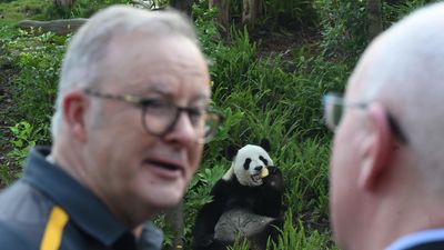Panda-mania: PM gushes over 'great friend of Australia'