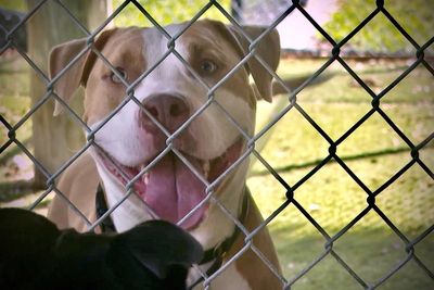 Keeping animals of all sizes, from cats to horses, cool during record heat