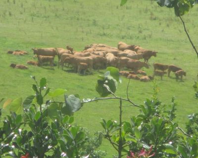 Country diary: The fields are green again after misty midsummer mornings