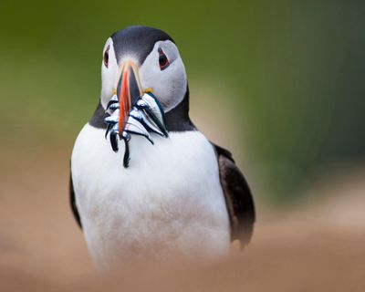 How this summer’s heatwaves are affecting breeding birds