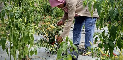 From coal to crops: Dayak women lead a just transition through backyard farming