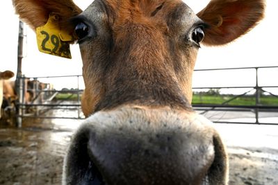 Dairy Giant New Zealand Endures Butter Price Shock