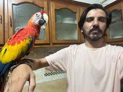 How selling parrots to a Pakistani journalist led to a locked bank account