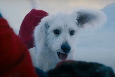 Superman movie prompts a huge increase in dog adoption interest