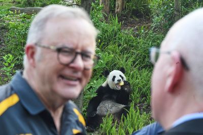 Australian prime minister indulges in panda diplomacy a China state visit nears end