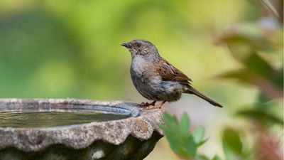 Experts urge gardeners to do 3 life-saving things to help garden birds cope with extreme heat this summer