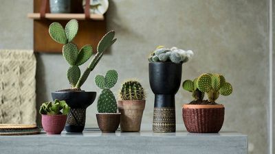 10 Types of Cactus That Will Bring the Cool Factor to Any Room