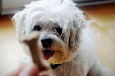 10 Dog Breeds That Often Outlive Their Owners’ Expectations