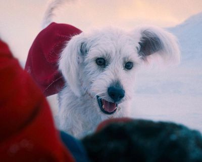 A real wag: Superman gets the bleak realities of dog ownership spot on