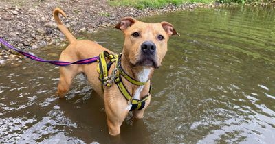 Dog owners warned of 'toxic bacteria' after Scotland heatwave