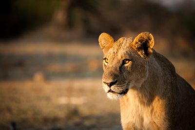 Ohio zoo cited after door separating two groups of lions broke, leading to death of a lioness
