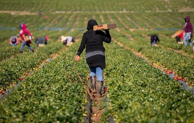 Agriculture Secretary Brooke Rollins Says Robots, Medicaid Recipients To Replace Migrant Workers