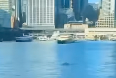 Humpback whale in Sydney Harbour treats commuters to a surprise